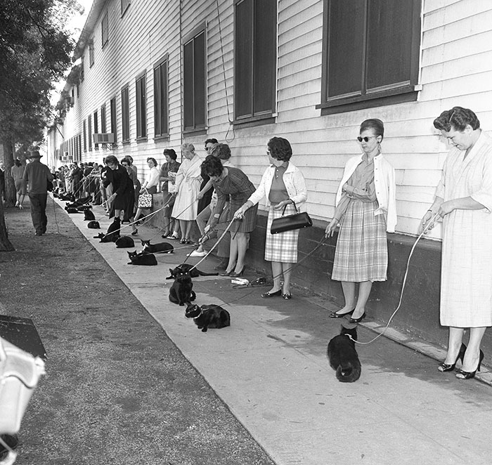 Appel à casting pour des chats noirs qui joueront dans un film de Roger Corman à Los Angeles, Californie, 1961