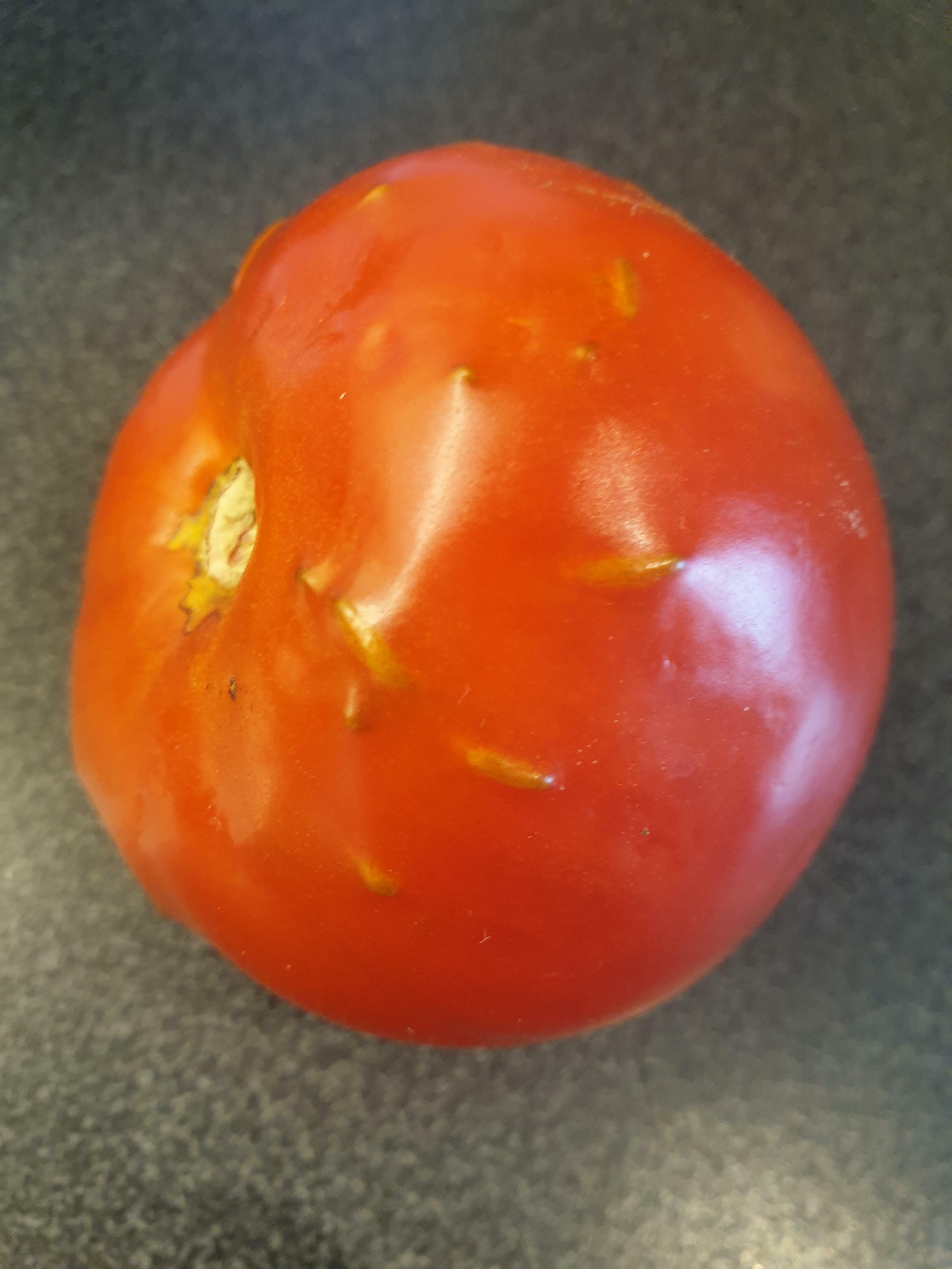 tomate en germination