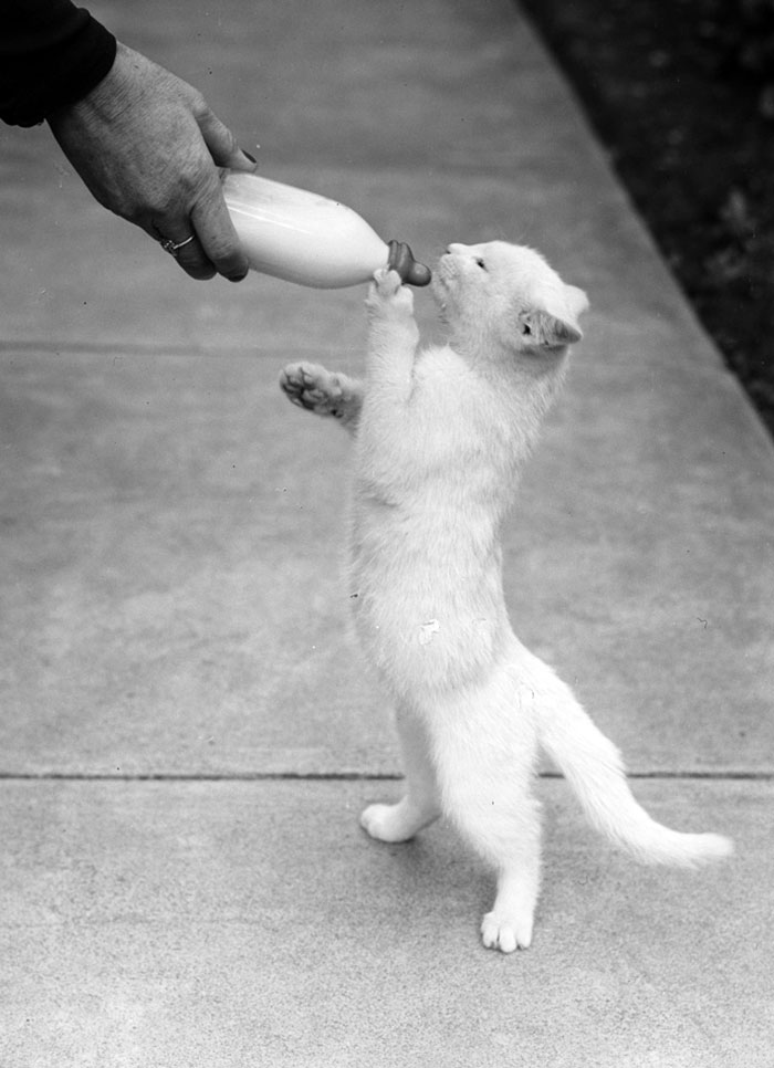 Le chat le plus remarquable d’Australie, 1940