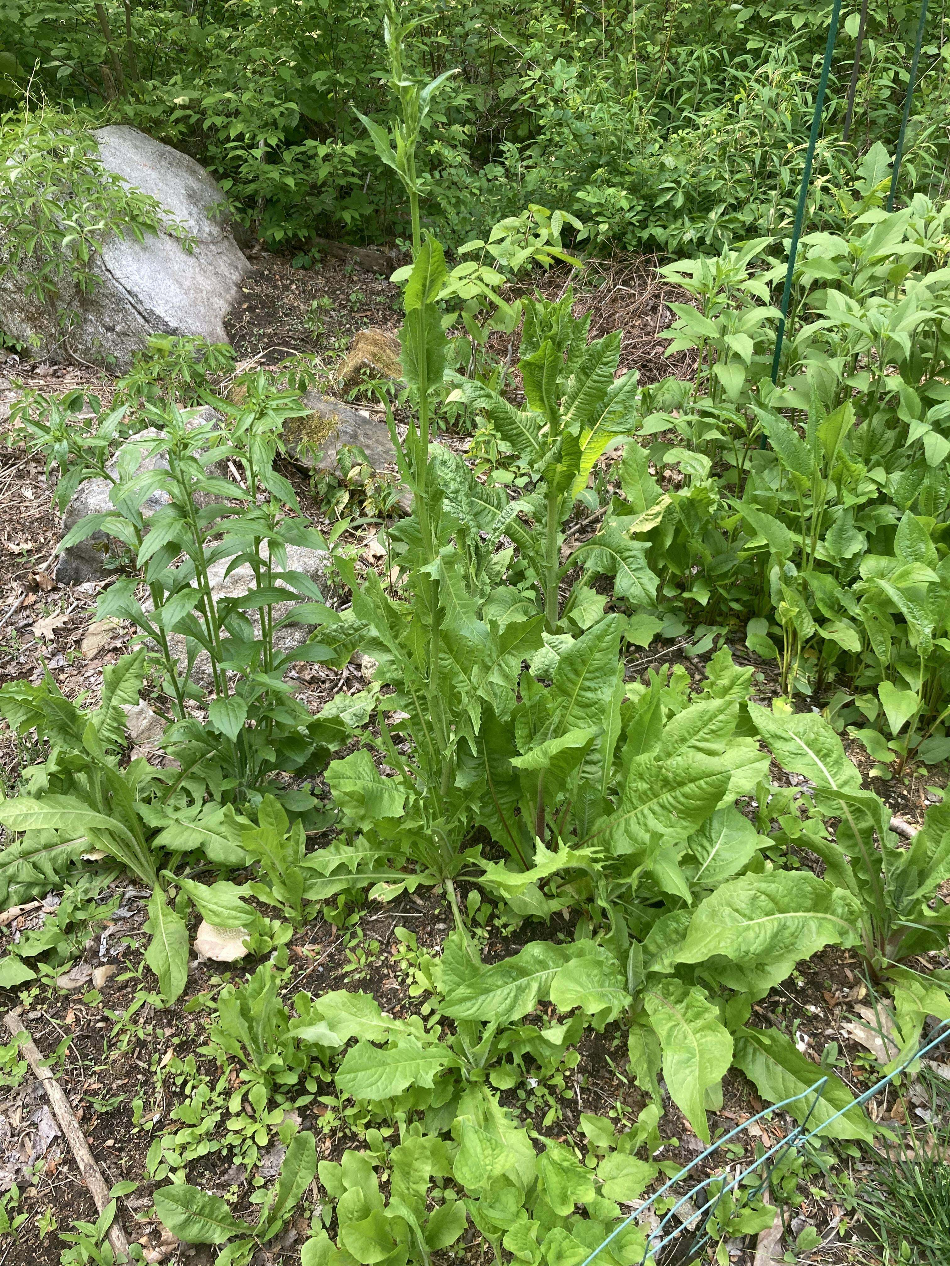 Après 15 mois d'entretien minutieux de ma parcelle de chicorée, je me suis rendu compte que la plupart de ces plantes ne sont pas, en fait, les chicorées que j'ai plantées.