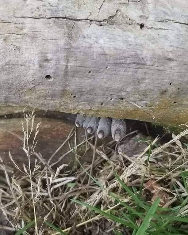 xylaria polymorpha, communément appelé doigts de l’homme mort, est un champignon saprobie qui pousse à la base des souches d’arbres pourrissants et du bois en décomposition. il possède des stromas allongés et dressés qui sortent du sol, un peu comme des doigts.