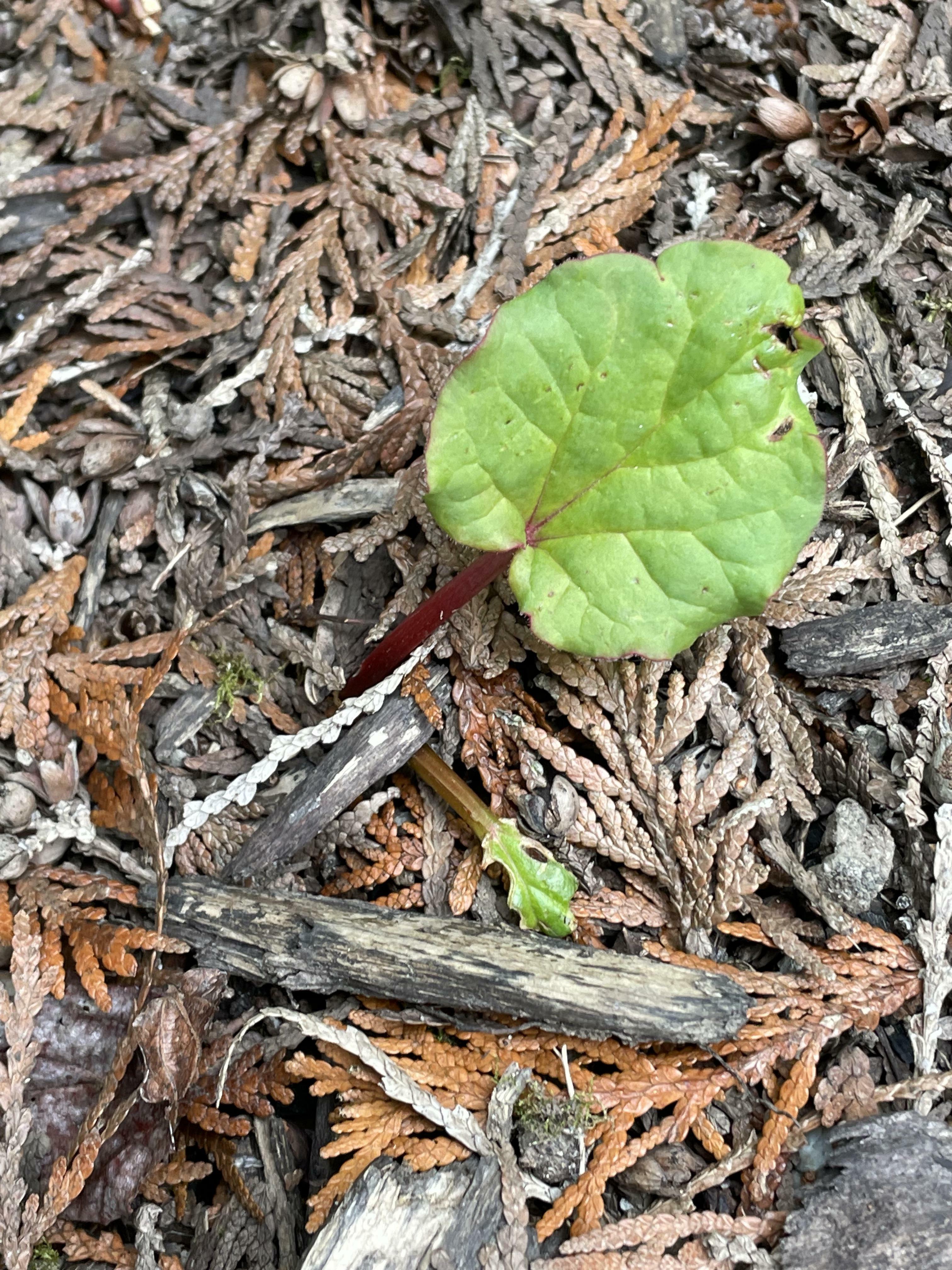 Qui veut une tarte à la rhubarbe ?