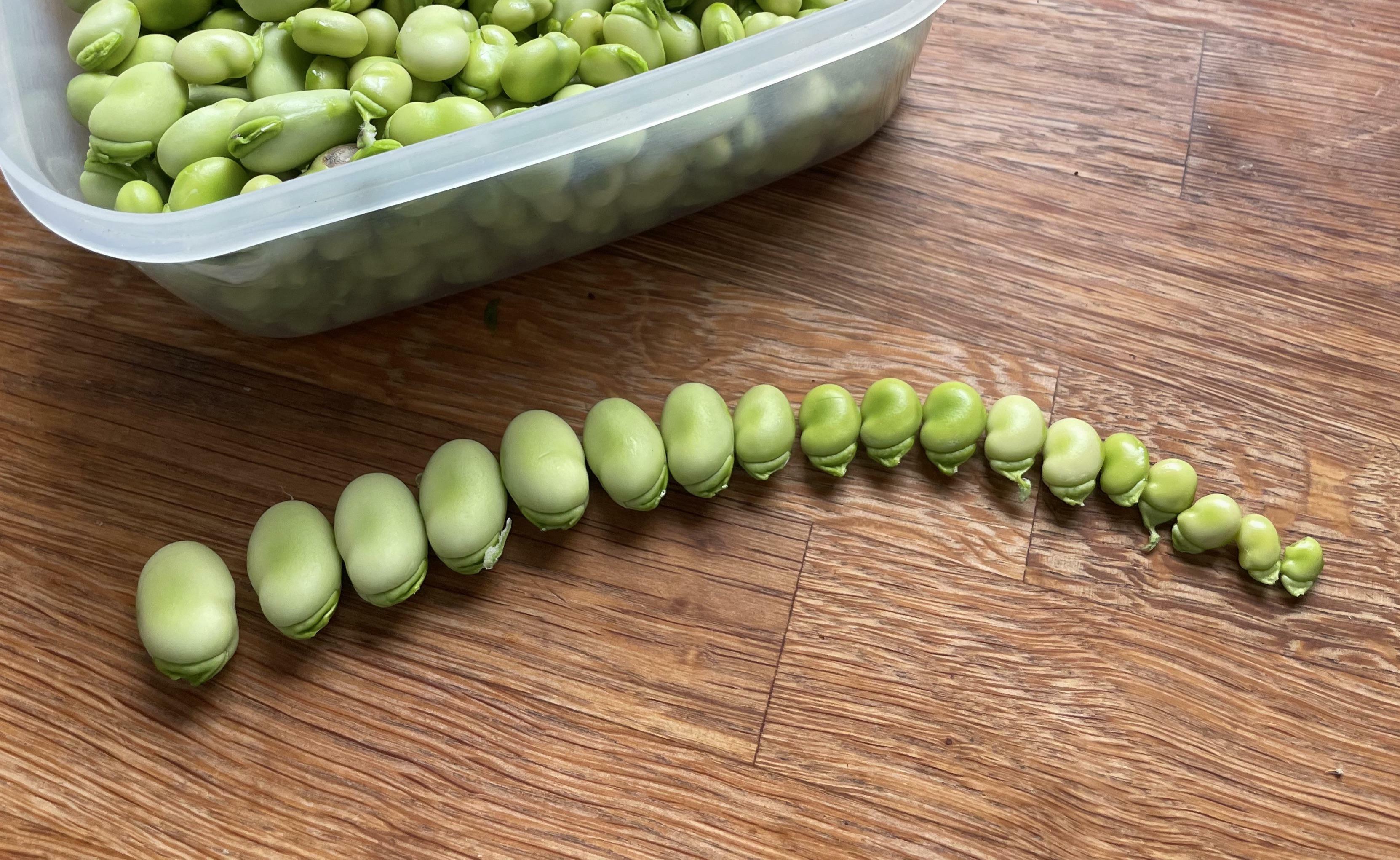 Cette saison, j'ai appris que le plus grand secret pour obtenir des fèves énormes est... *gasp* de laisser la plante pousser toute seule jusqu'à ce qu'elle atteigne sa taille maximale.