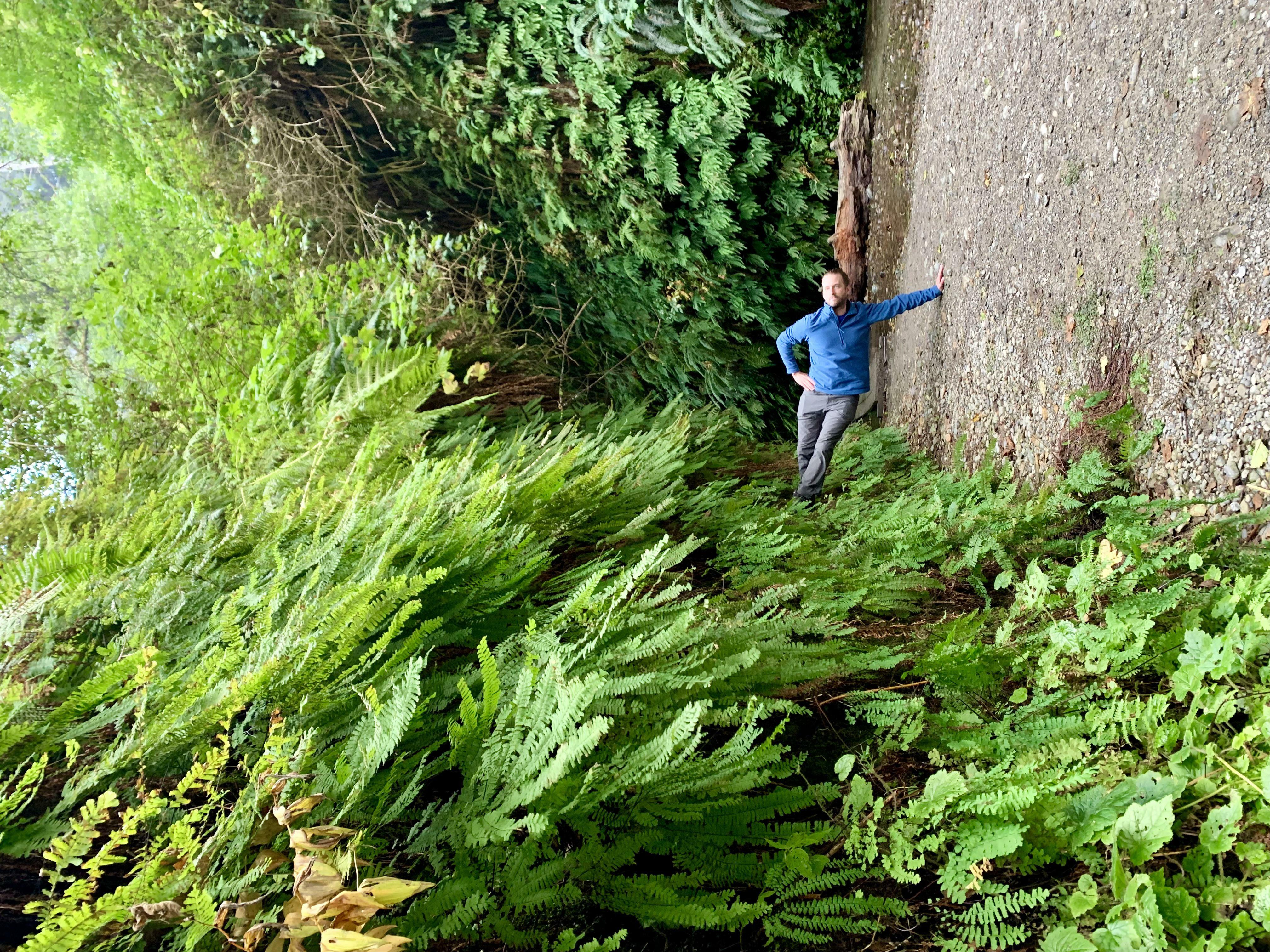 de fern canyon en californie