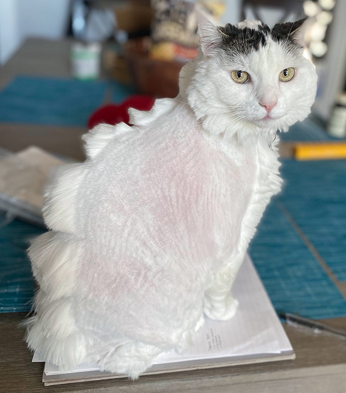 i might have failed at dino cutting my cat