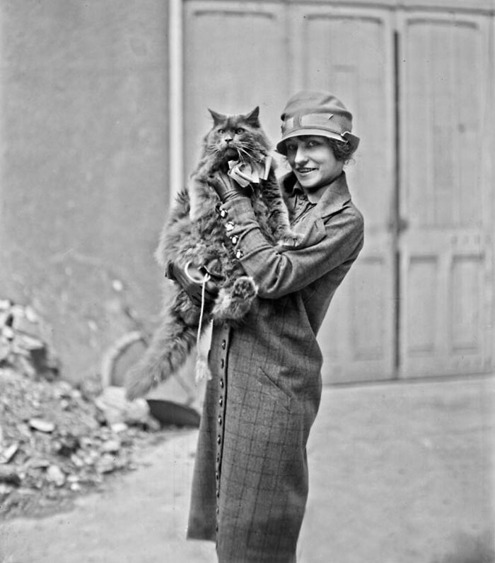 Mme Marcelle Adam, Présidente du Cat Club De France et Persan Bleu en 1926