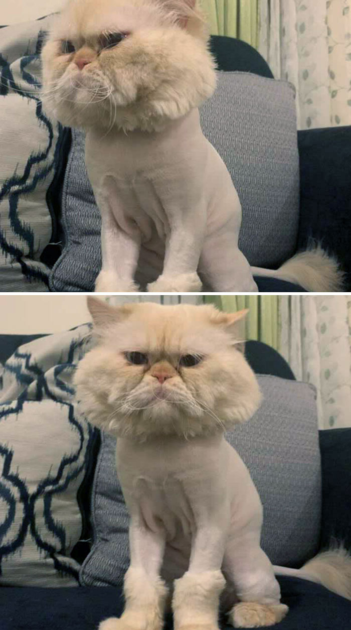 my friend’s cat is definitely not impressed with his new haircut