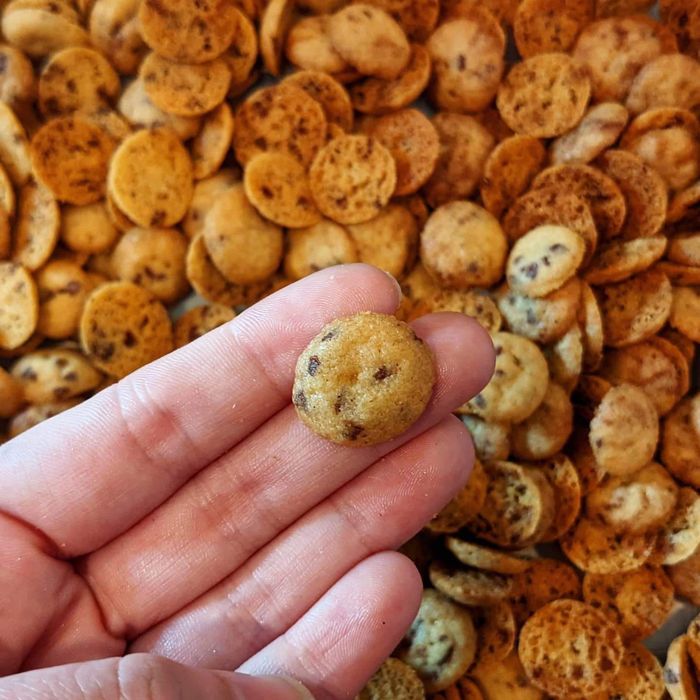 Je suis totalement obsédée par ces minuscules cookies aux pépites de chocolat que j’ai préparés au travail.