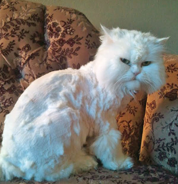 mom gave the cat a haircut