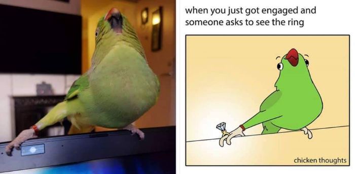 50 des meilleurs mèmes d’oiseaux postés en ligne