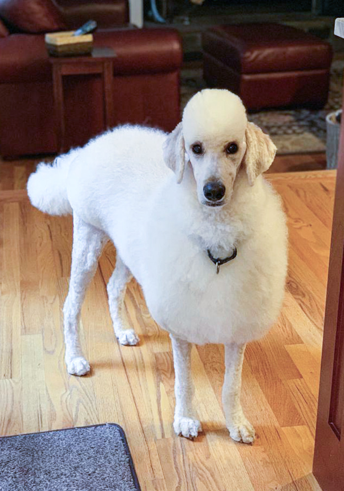 barley, the shoodle (sheep/poodle)