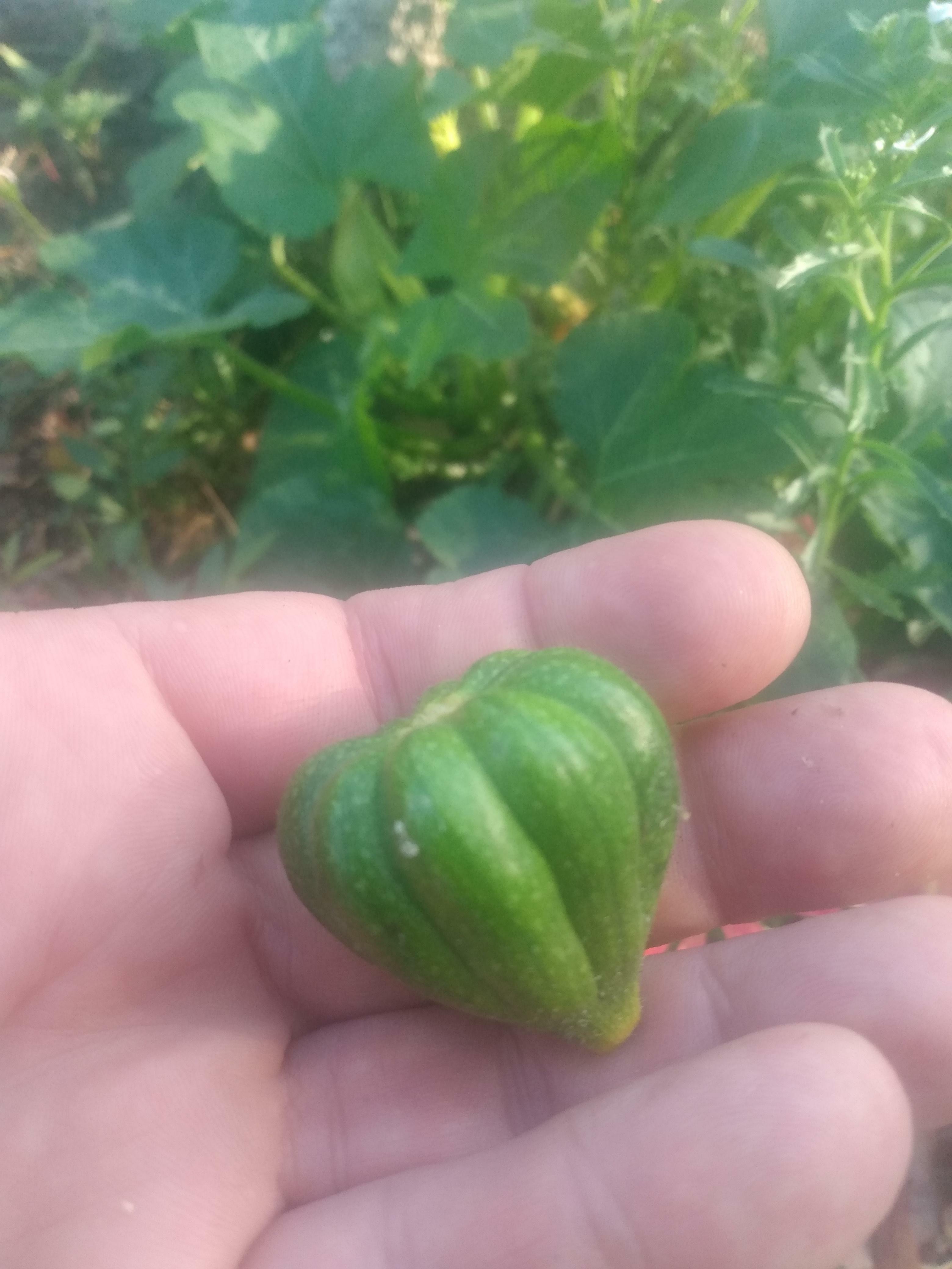 courge de la taille d'un gland