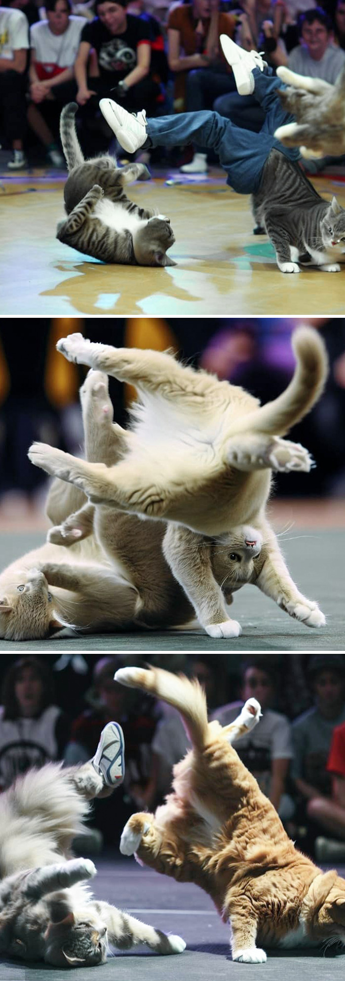 Concours de breakdance pour chats. L’un d’entre eux a même des jambes humaines.