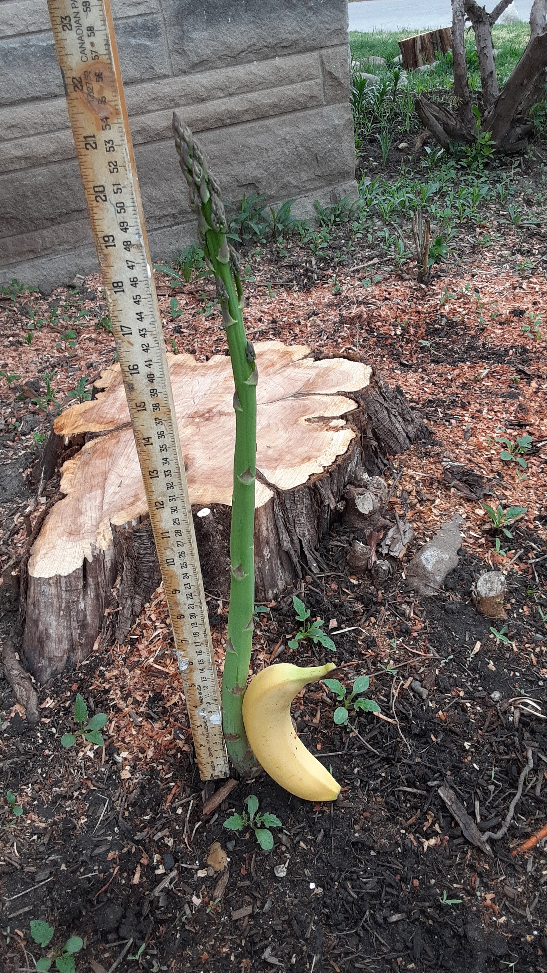 La saga des asperges continue. Elles ont grandi de 5 pouces aujourd'hui.