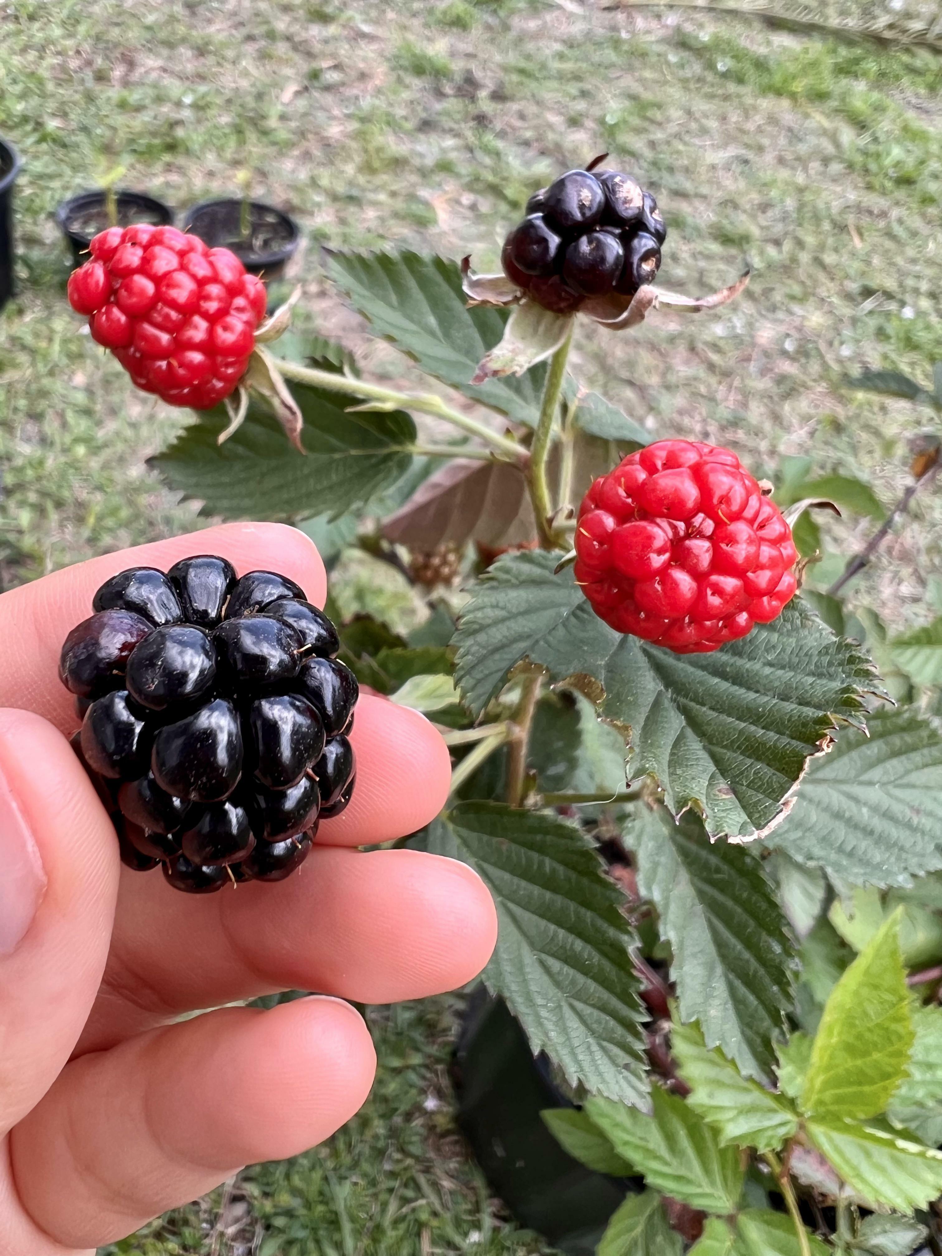 J'ai récolté ma toute première mûre ! elle était trop acide après être devenue noire pendant seulement deux jours. combien de temps dois-je attendre pour cueillir les prochaines une fois que le rouge s'estompe ?