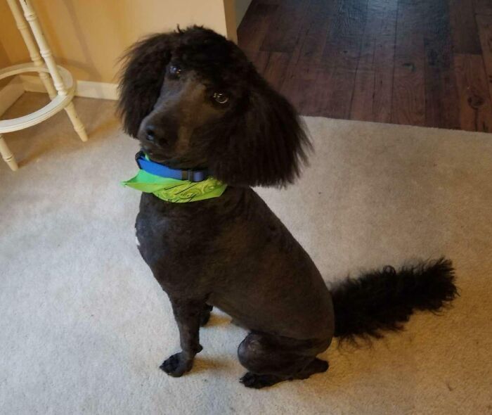 my wife took our dog to the groomer and picked up severus snape