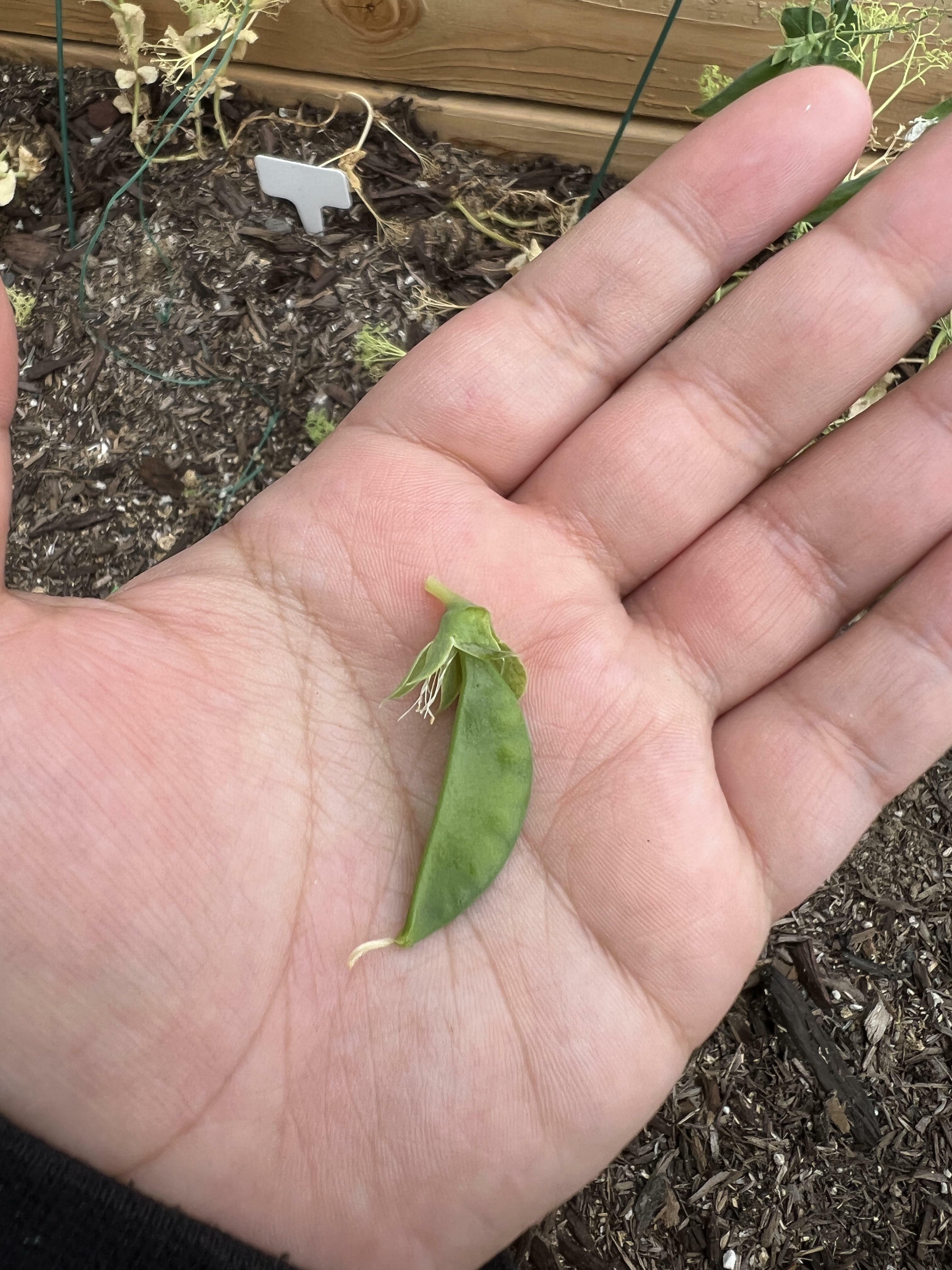 assez de pois pour l'année !