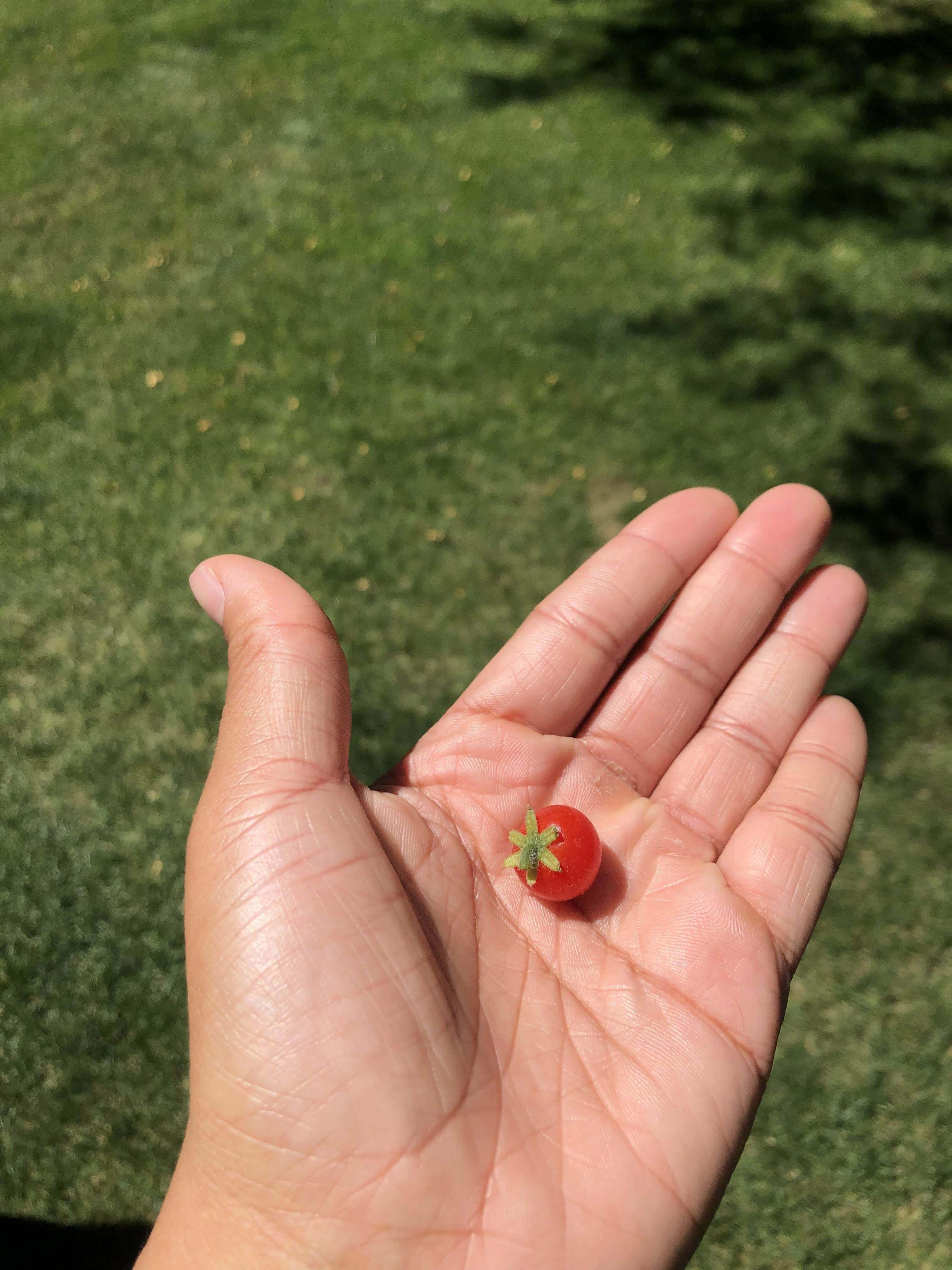 Mon dernier petit gars mûr jusqu'à ce que les autres commencent à rattraper leur retard.Merci à tous ceux qui se sont joints à mon voyage de tomates cerises.