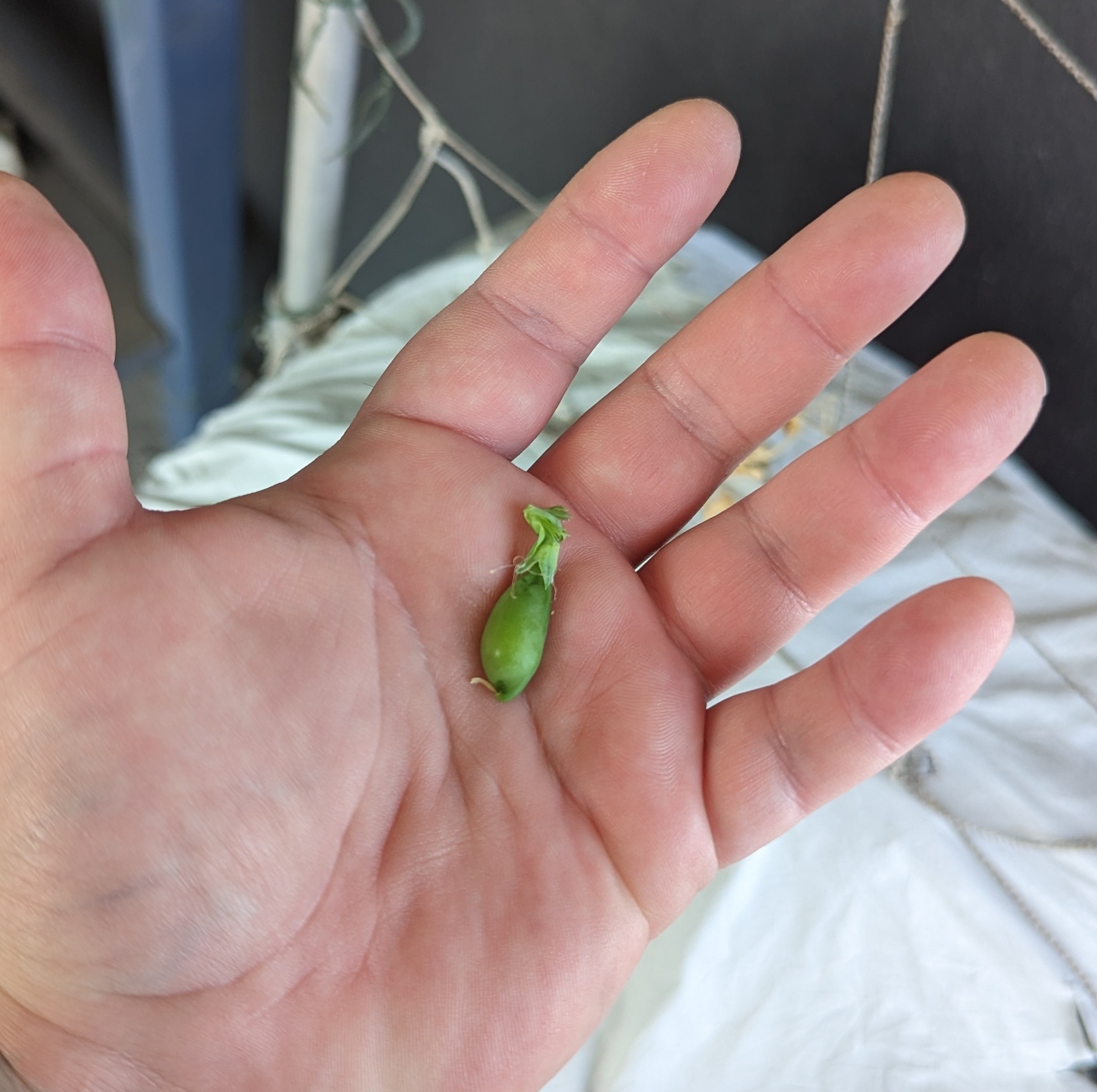 Tout le quartier va se régaler pendant des semaines ! J’ai fait pousser… des petits pois !