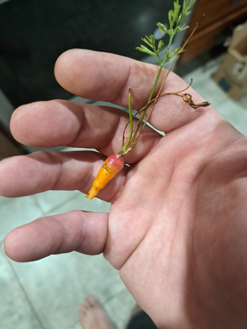 la totalité de la récolte de carottes de la saison dernière