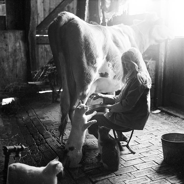 Ma mère trait l’une des vaches et nourrit directement les chats au début des années 1960.