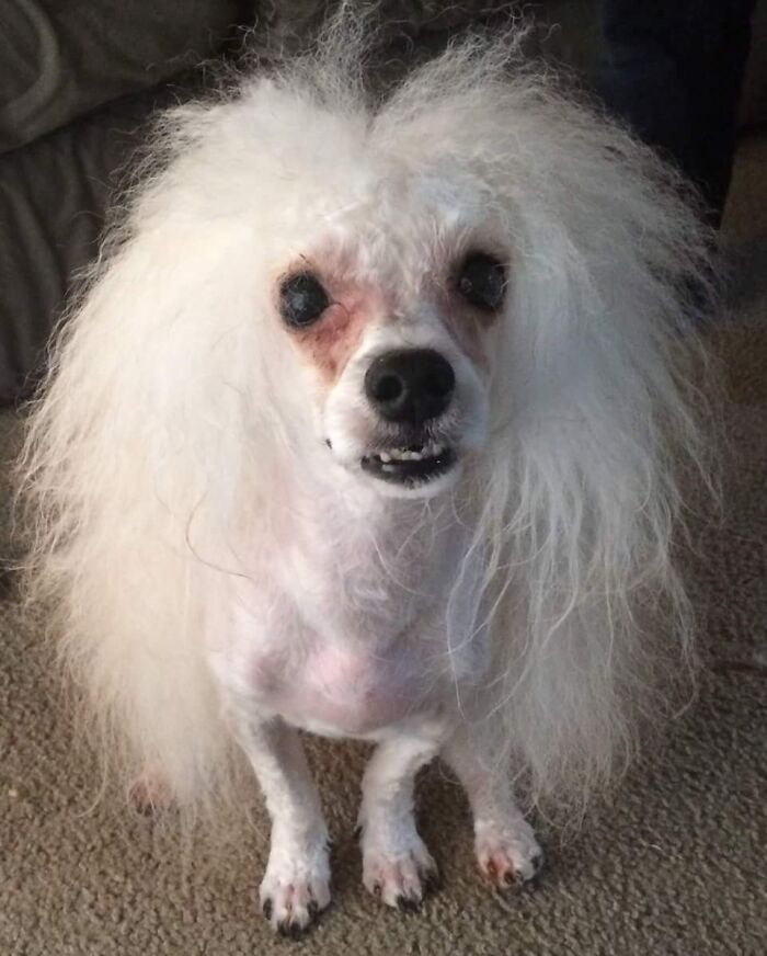 wife’s cousin took her dog to the groomer. asked them to leave as much hair as possible