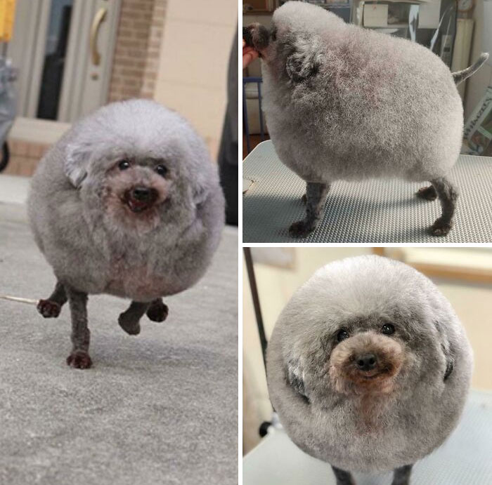 i accidentally found this while looking up dog haircuts. it’s so ridiculous, i had to share