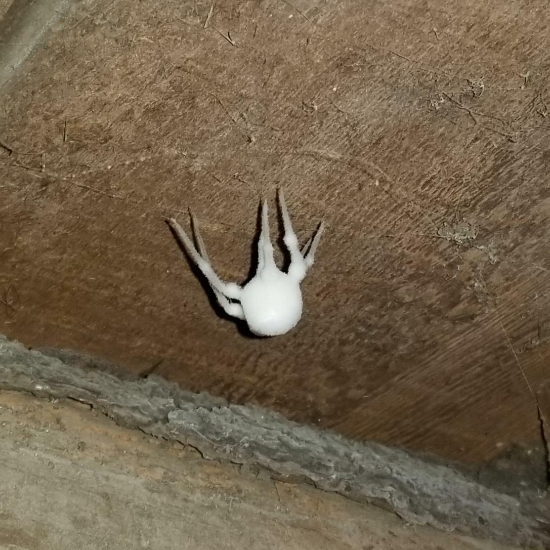 une “araignée zombie” – araignée couverte de champignons, à moitié morte, à moitié vivante, qui peut ramper. trouvée dans mon sous-sol.