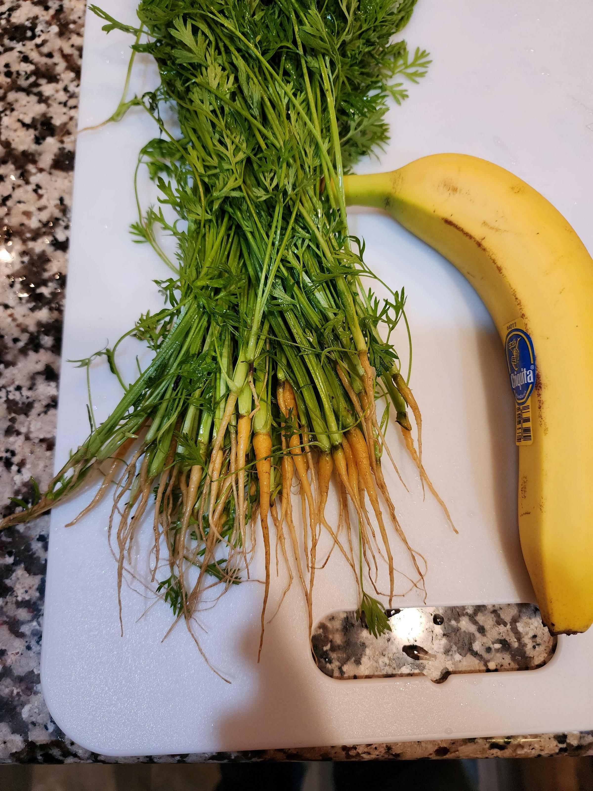 récolte des carottes, pour les fourmis