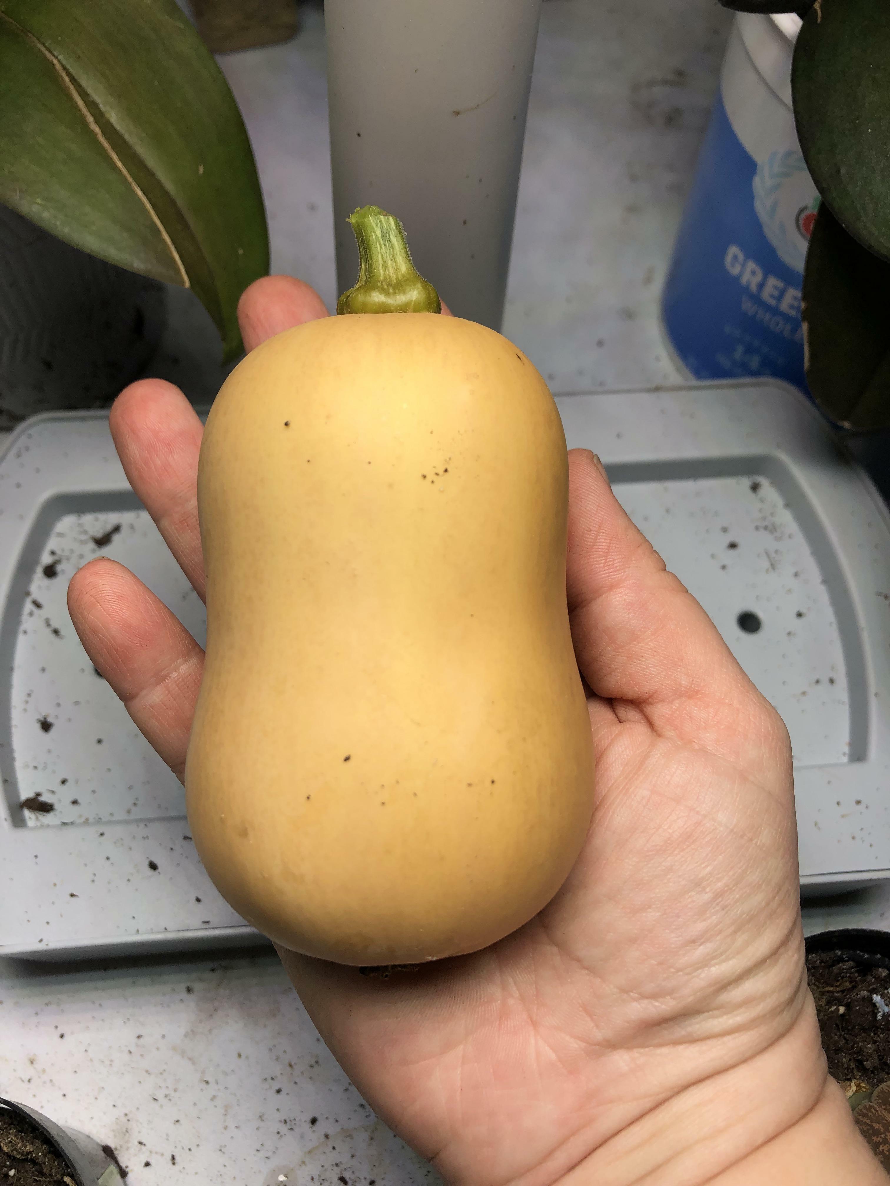 Voici la plus puissante courge musquée connue de l'homme !