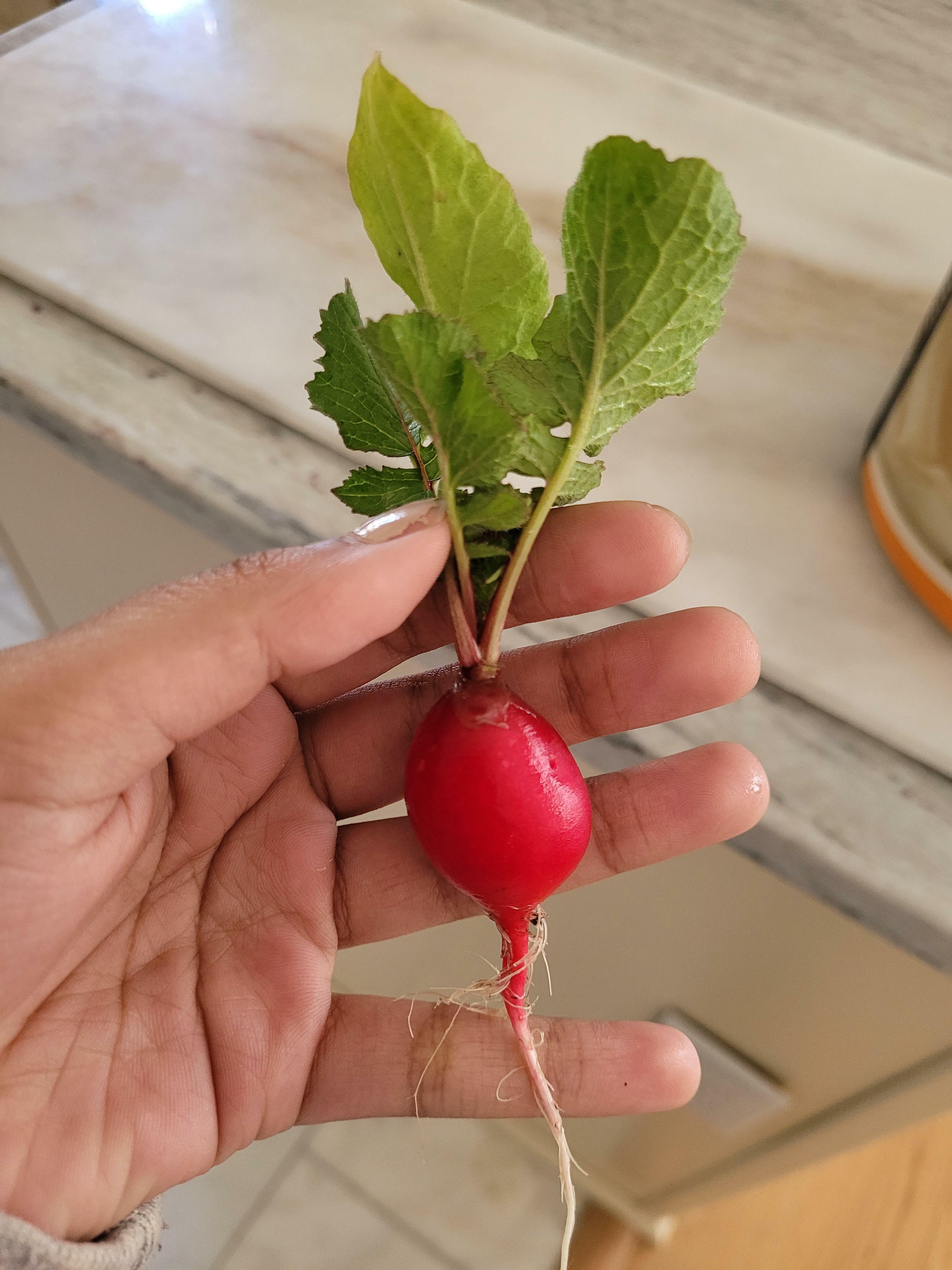 le seul radis que j'ai réussi à faire pousser