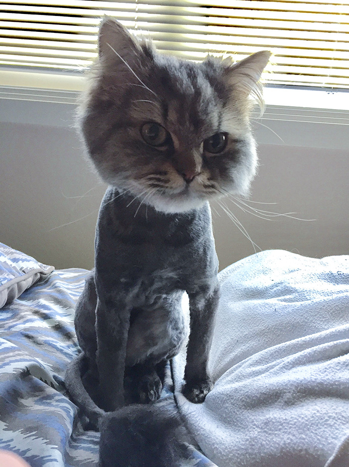 mr. kitty took a hit at the groomers too