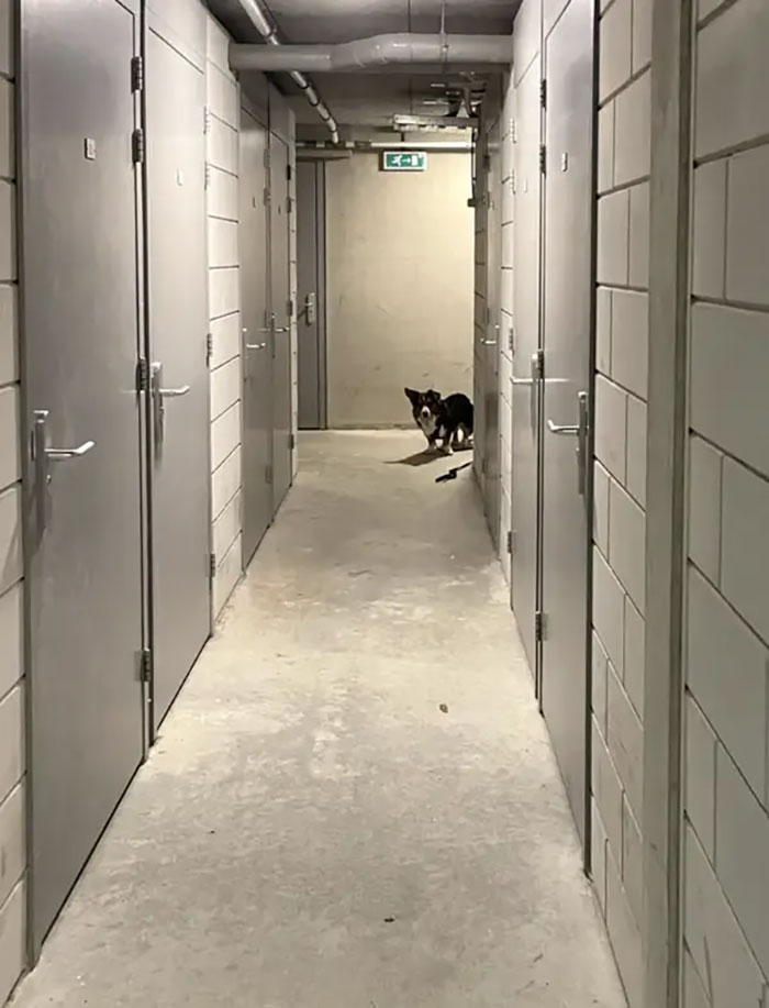 Il y a une ligne dans notre sous-sol que notre chien ne veut pas franchir et attend anxieusement à l’entrée.