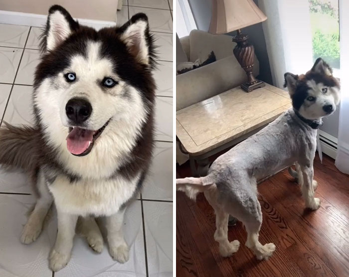 i think the groomer gave me the wrong dog