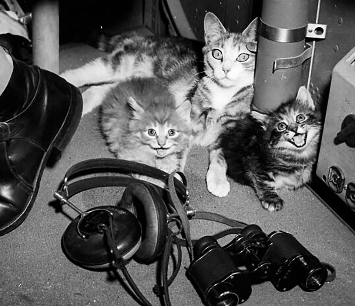 Salty et ses deux chatons à bord d’un avion des garde-côtes piloté par Spar Kay Martin alors qu’ils volaient pour secourir un pilote de la marine abattu.