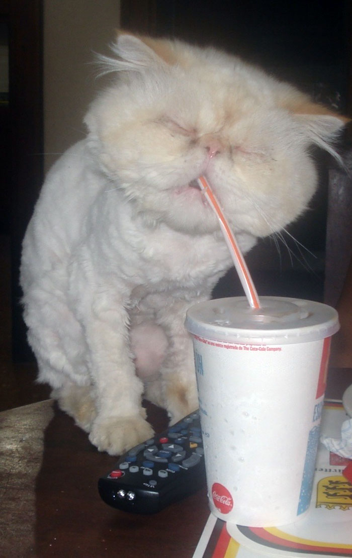 my friend’s cat had a really bad haircut and he’s drinking to forget