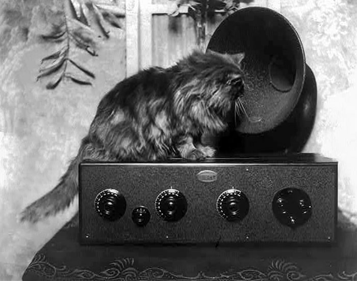 Chat regardant dans un haut-parleur de radio, 1926