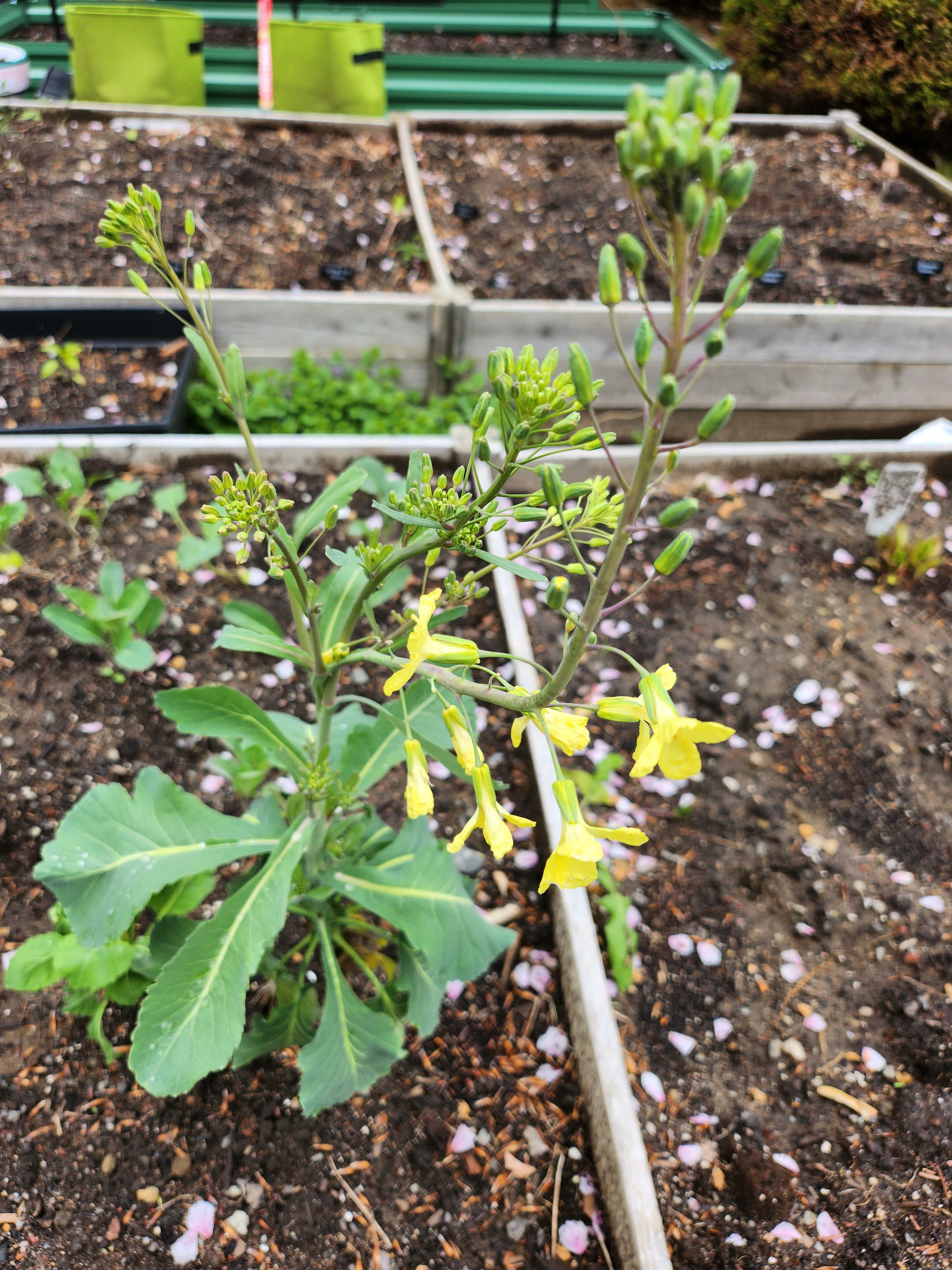 Je l'ai planté il y a un an et maintenant il a des fleurs. Je commence à penser que ce ne sont pas vraiment des choux de Bruxelles.