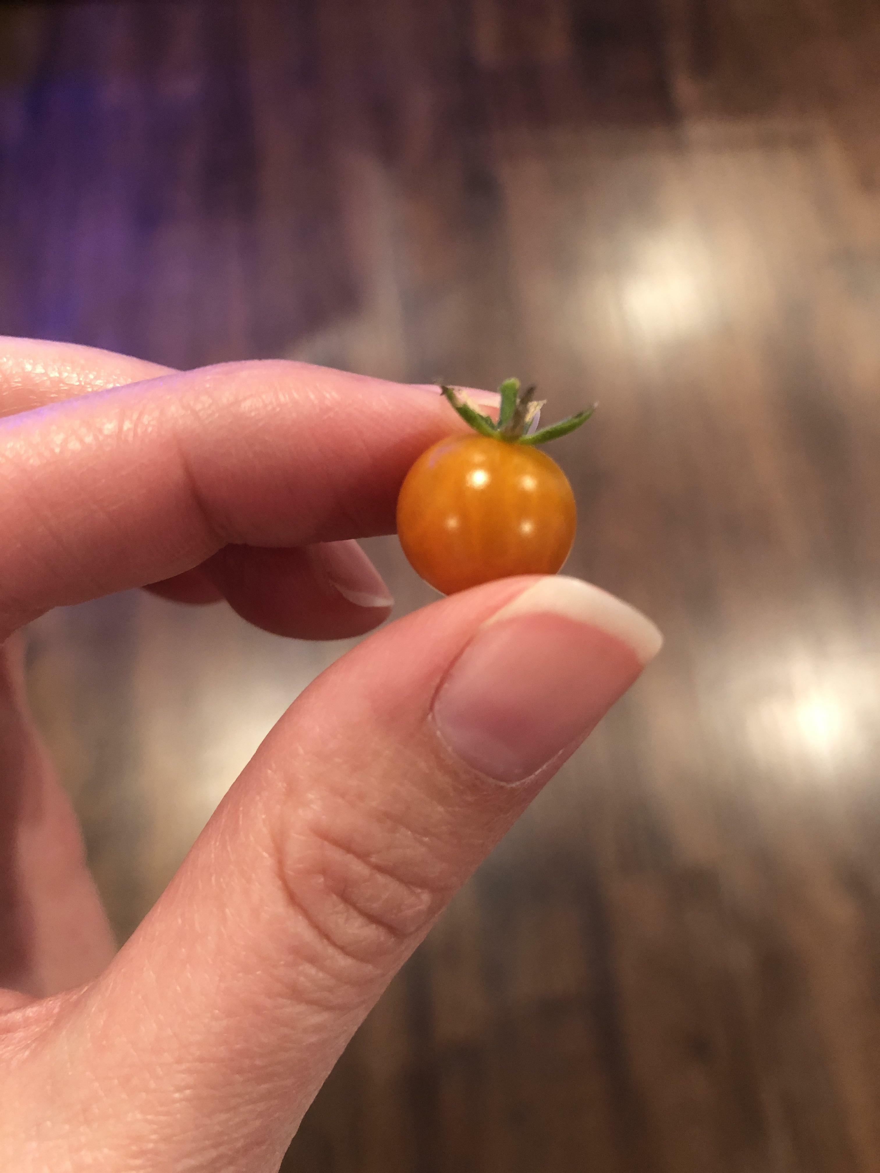 première récolte de tomates de la saison : caprese pour tout le monde !