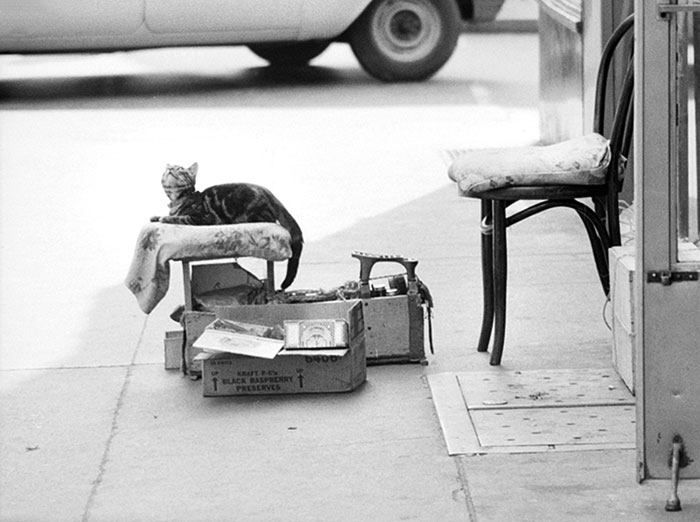 Cat On Shoe Shine Stand On The Sidewalk (Le chat sur le cirage)