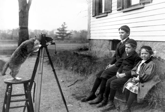 Le chat de la famille Payro dirige un portrait des enfants Payro. Wakefield, Massachusetts, 1909