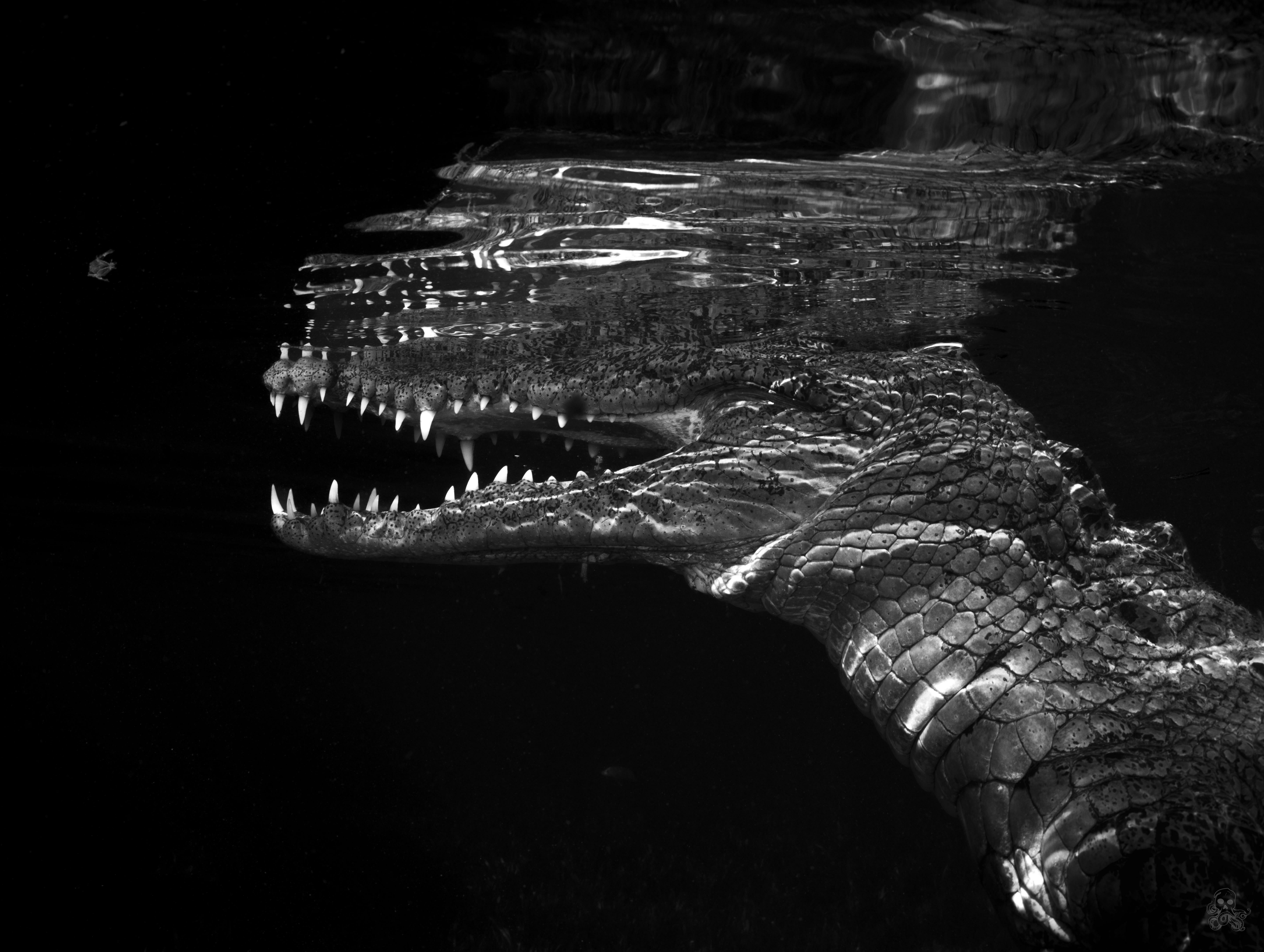 ITAP d'un crocodile d'eau salée américain