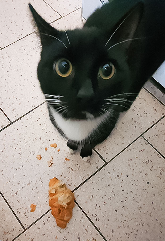 Vol de croissants . Le suspect a été pris sur le fait