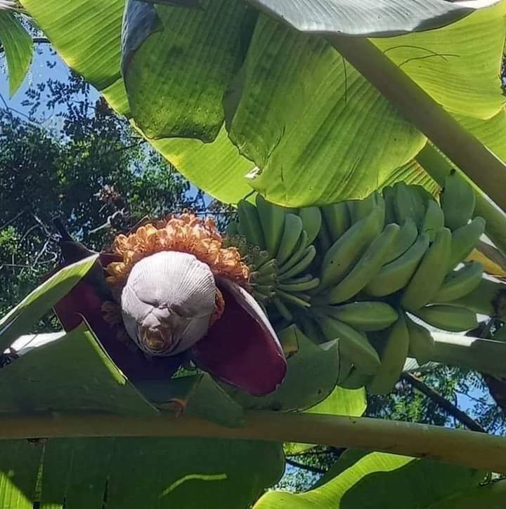 Fleur de banane…je pense ?