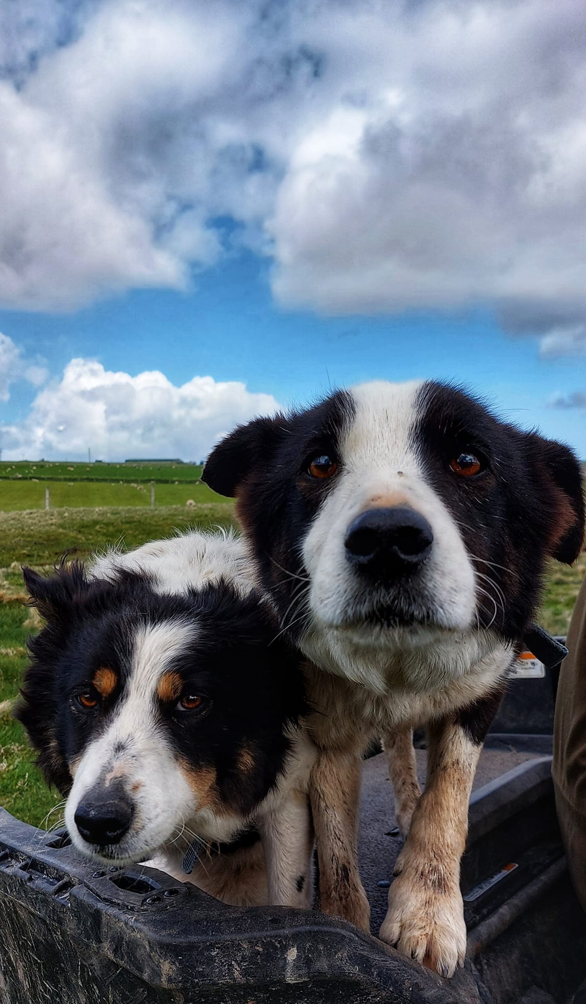 Couple de chiens de berger des îles Shetland qui travaillent dur