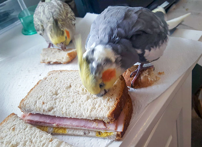 Cet adorable petit con mange mon sandwich en se tenant debout sur le morceau de pain que je lui ai donné.
