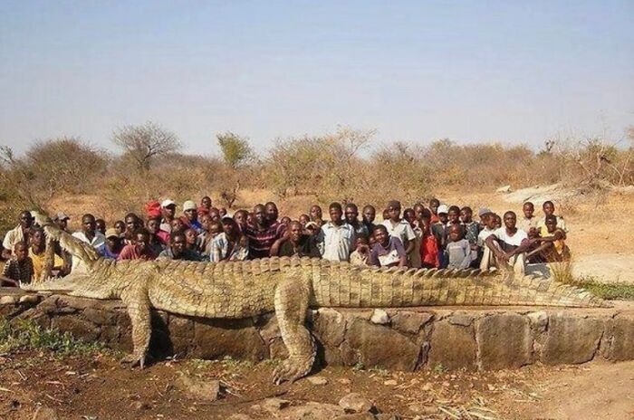 Cet énorme crocodile a été retiré de l’eau au Zimbabwe en 2010 après que des vaches et d’autres animaux d’élevage aient disparu.