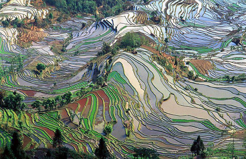 Ces magnifiques rizières en terrasses sont utilisées depuis plus de mille ans et fournissent aujourd’hui encore de l’eau pour les cultures de 82 villages.