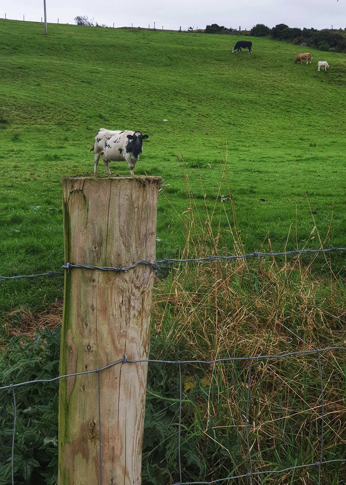 Ces vaches sont petites, mais celles-là sont loin …. (Ikyk)