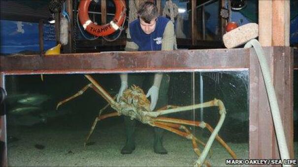 Il s’agit d’une araignée de mer japonaise. Ses pattes peuvent atteindre 120 cm et c’est un crabe de mer.